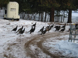 Wild Turkeys