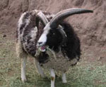 Jacob Sheep Horns