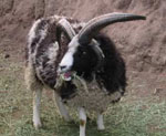 Jacob Sheep Horns