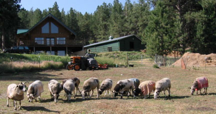 Schafewald Sheep Farm