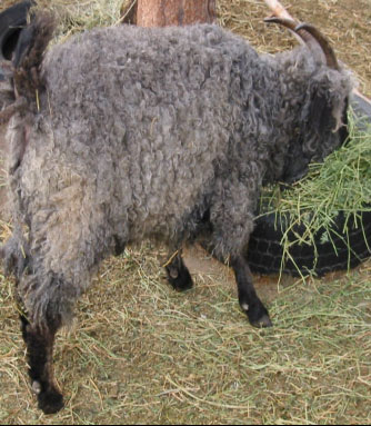 Schafewald Farm Sheep