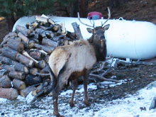 Elk