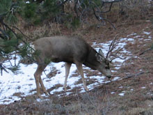 Elk