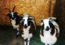 Jacob Sheep Ewes