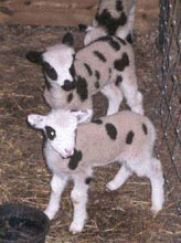 Schafewald Jacob Sheep Lambs